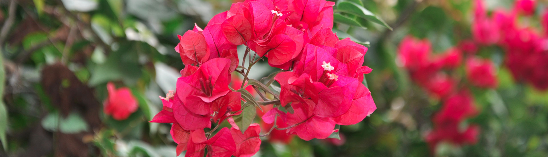 As flores são capazes de despertar nuances  em nosso interior, atrás de sua doce aparência, ou leve aroma, são ricas em sua composição vibracional sendo capaz de alcançar o mais profundo estado de espirito